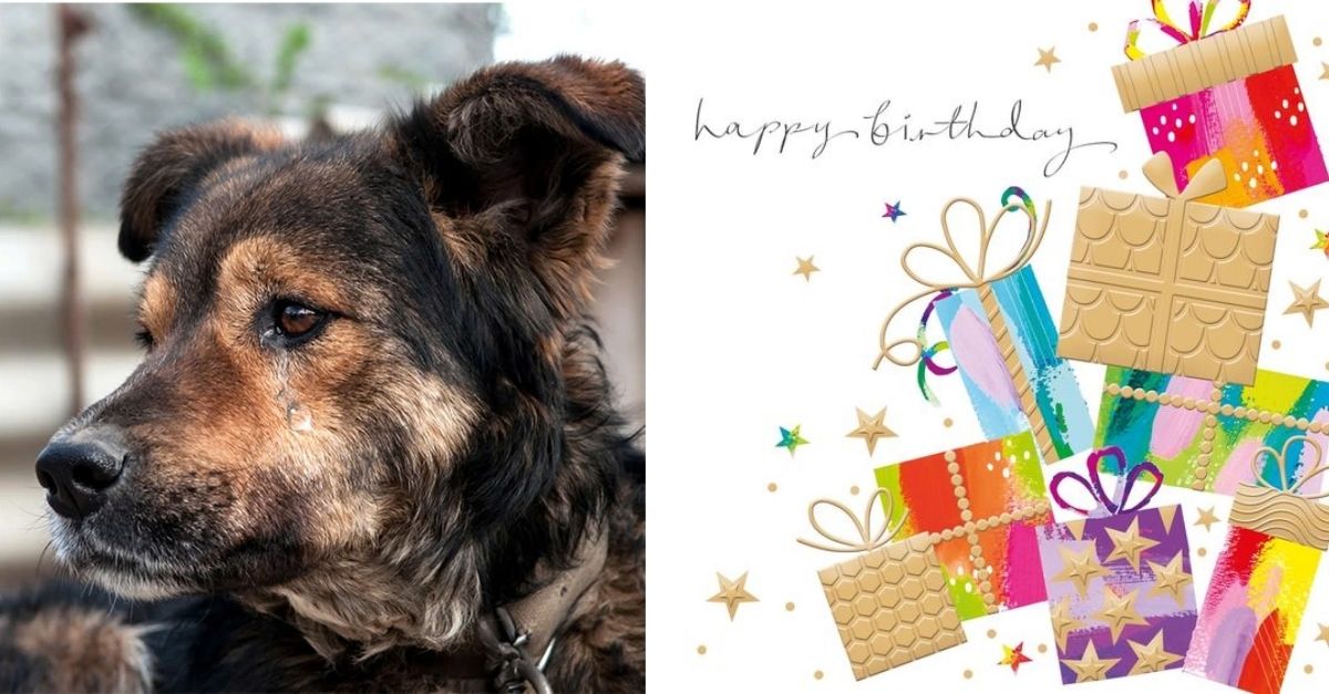 The stray dog ​​cried a lot because he had to spend his birthday alone