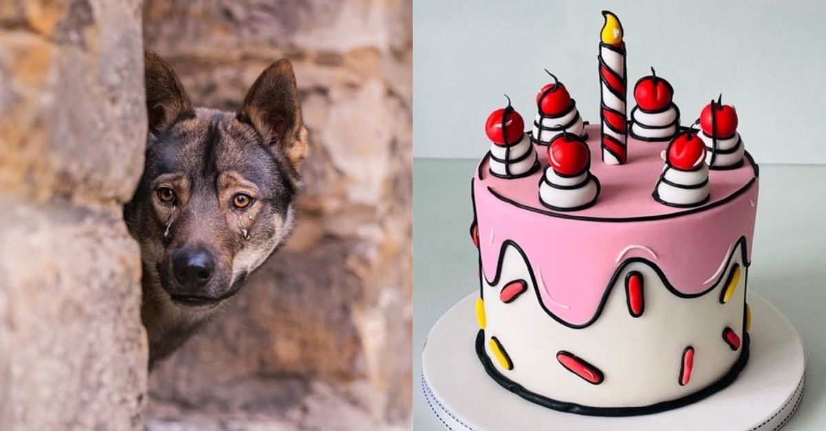 The stray dog ​​silently looked into the cake shop because today was his birthday