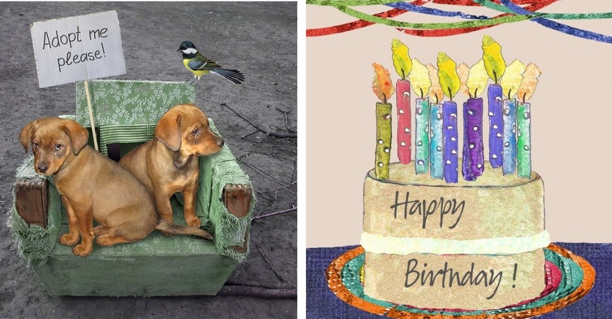 They are poor twin dogs because they have to live alone even on their birthday