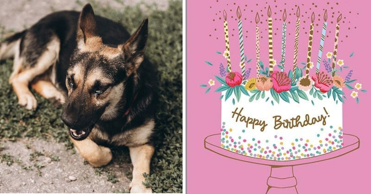 This homeless dog just stares at the cake shop on his birthday