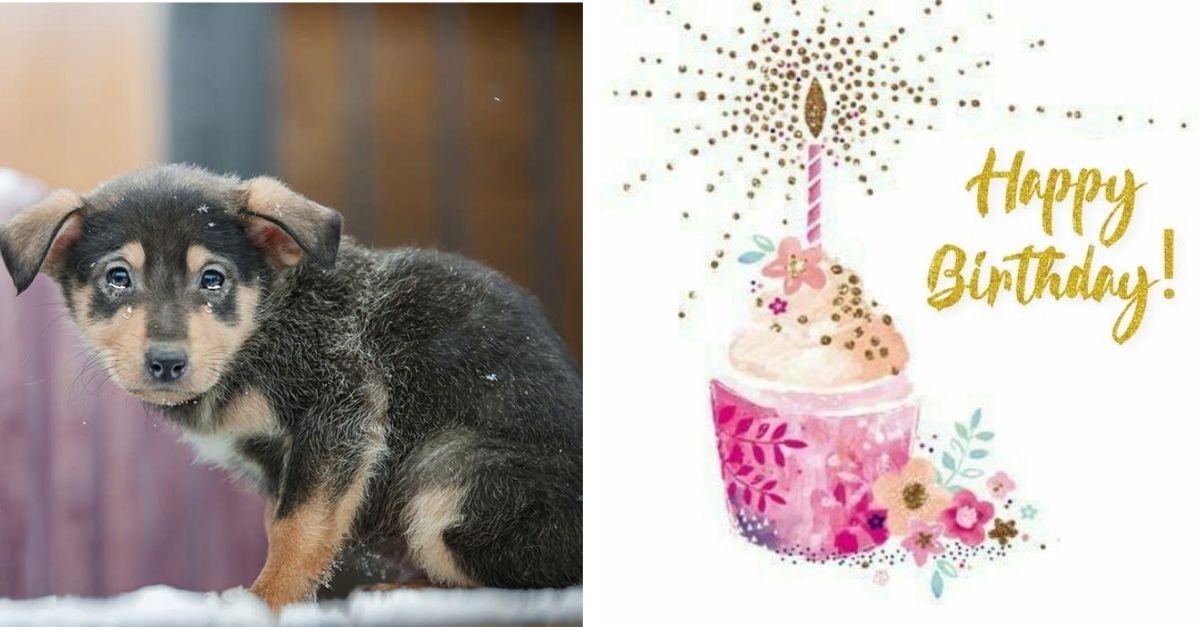 This stray dog ​​hasn’t had food for days and today is his birthday