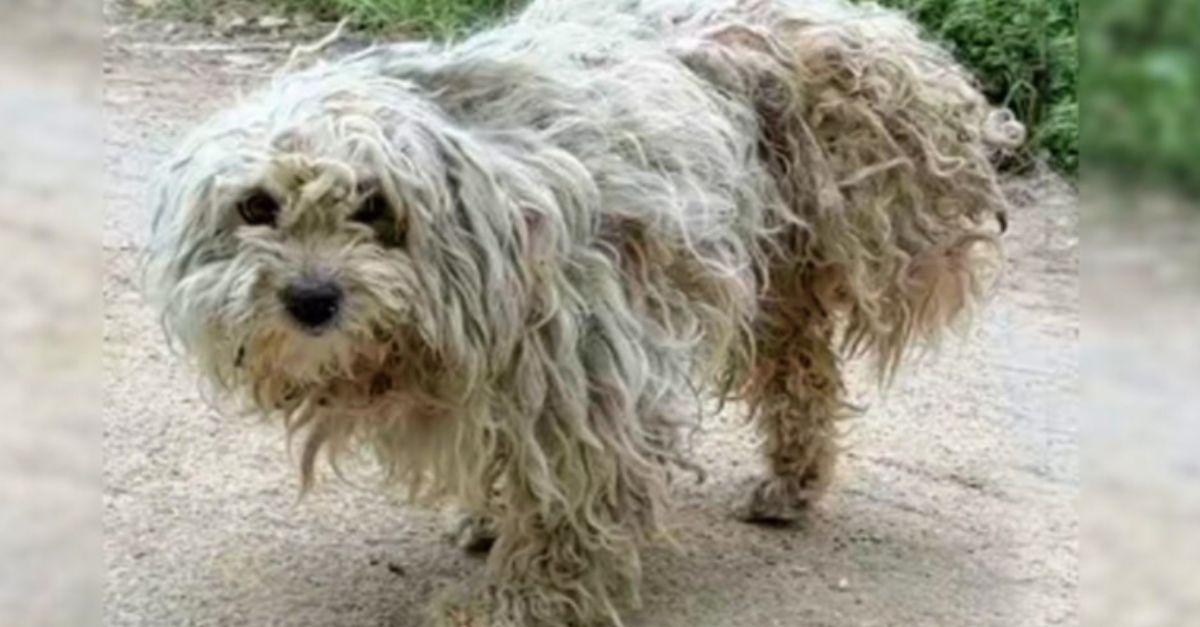 Three-legged dog, searching for food, finds comfort in a man's unexpected arrival