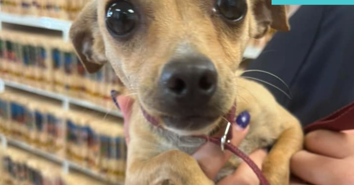 Tiny abandoned pup, hiding for weeks in LA jail lot, is now finally safe