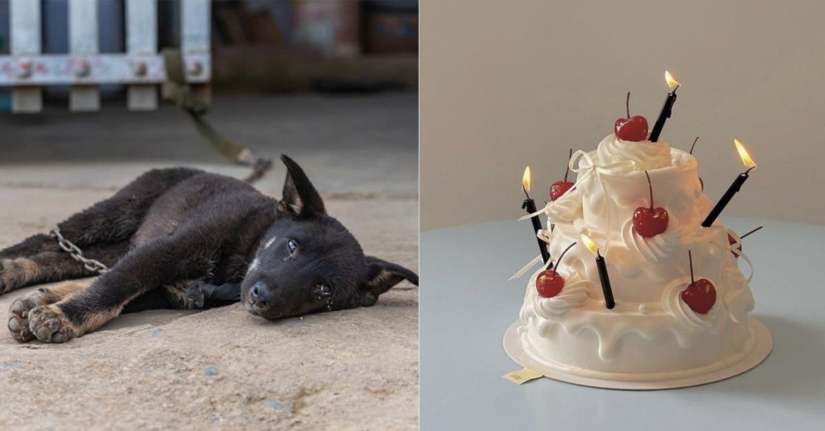 Today is Tom's birthday - A homeless dog who was abused by his previous owner in the past