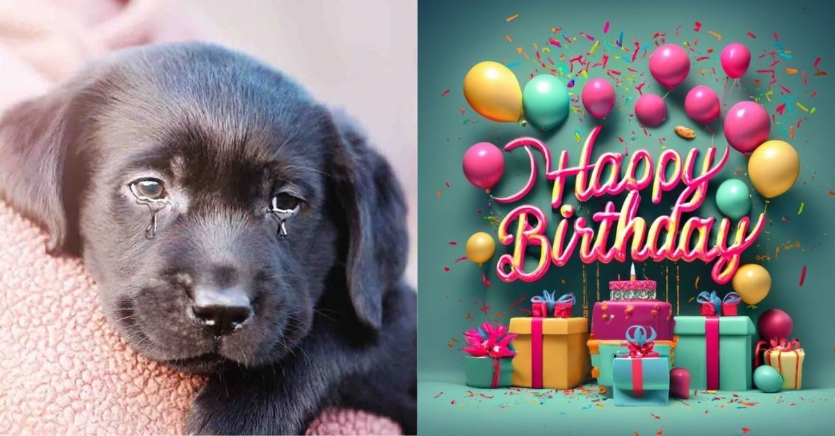 Touching story of stray dog ​​adopted on his birthday