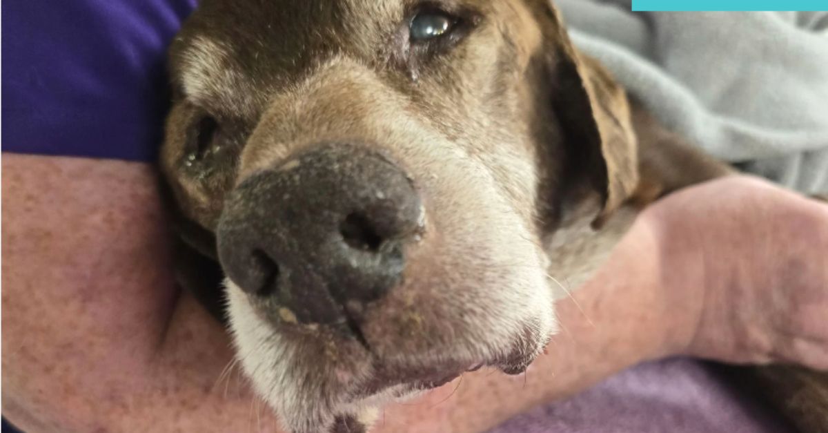 Tragic update on senior dog abandoned on a Detroit curb for days