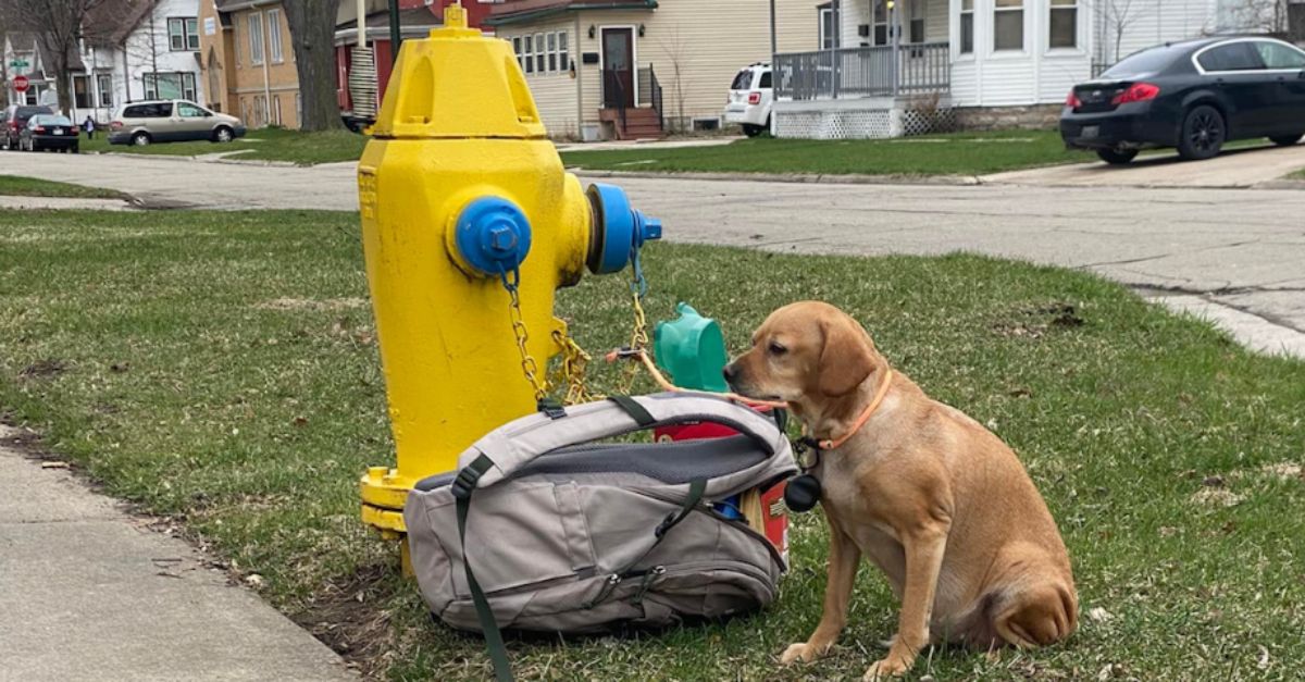 UPDATE Dog Found Heartbroken, Tied to Fire Hydrant with Food, Treats, and Toys