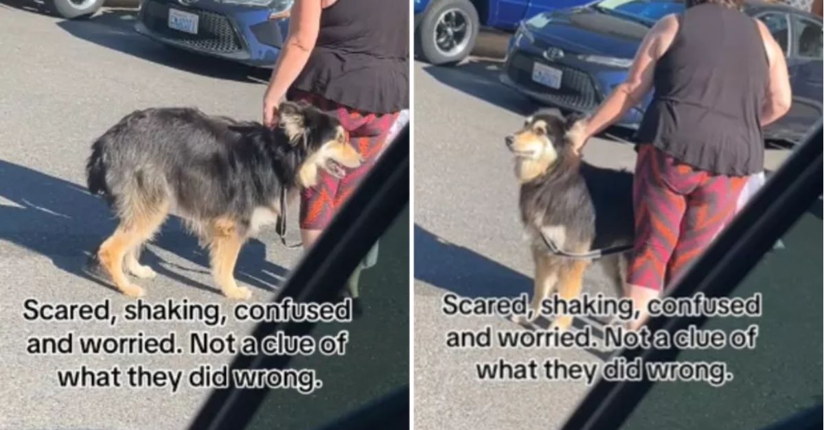 Watch the emotional moment a terrified, trembling dog is given up at the shelter