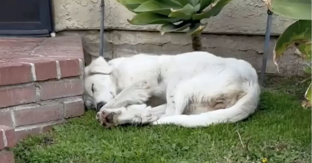 Woman Discovers Exhausted Stray Dog Sleeping Soundly Curled Up in Her Yard