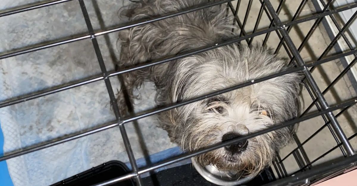 Woman Discovers Matted Fluff in Ditch and Steps in to Help