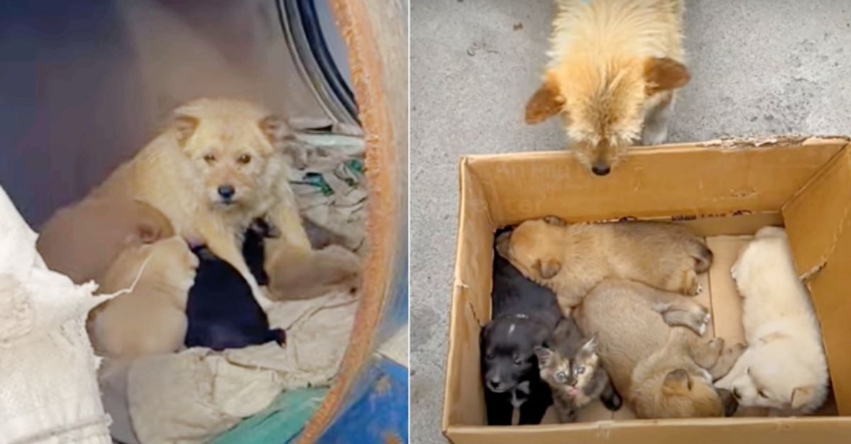 Woman Finds Mama Dog Living In Barrel With Babies, But They Aren’t Puppies After All