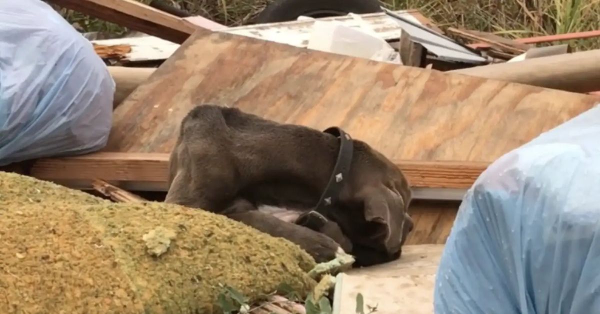 Woman Finds Sweet Animal Sleeping in Trash, Her Heart Breaks