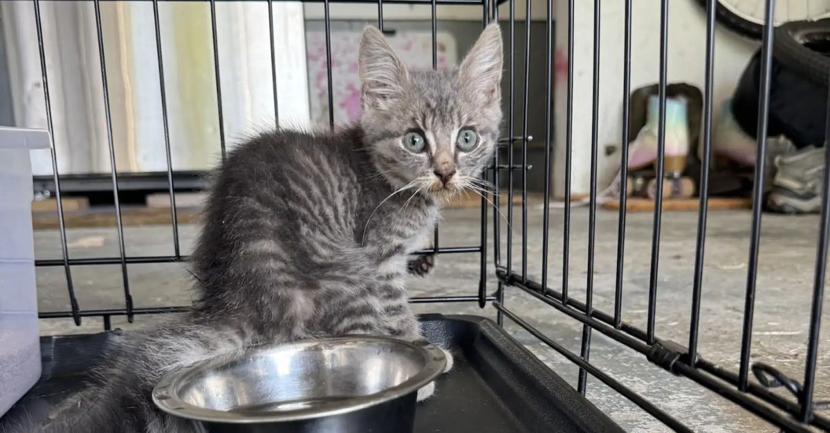 Woman Hears Her Dogs Barking and Finds a Tiny Creature in the Grass