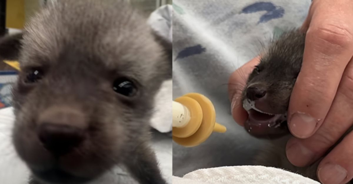 ‘Bat-Eared’ Puppy Nursed by Zoo Revealed to Be Something Else Entirely