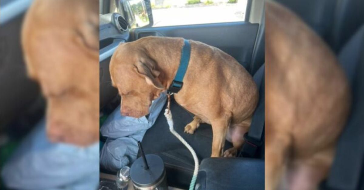 A Dog Reluctant to Return to the Shelter After an Outing, Unaware of the Surprise Awaiting Her