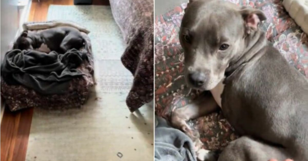 A Compassionate Family Rescued This Neglected Dog and Crafted a Message for His Previous Owner