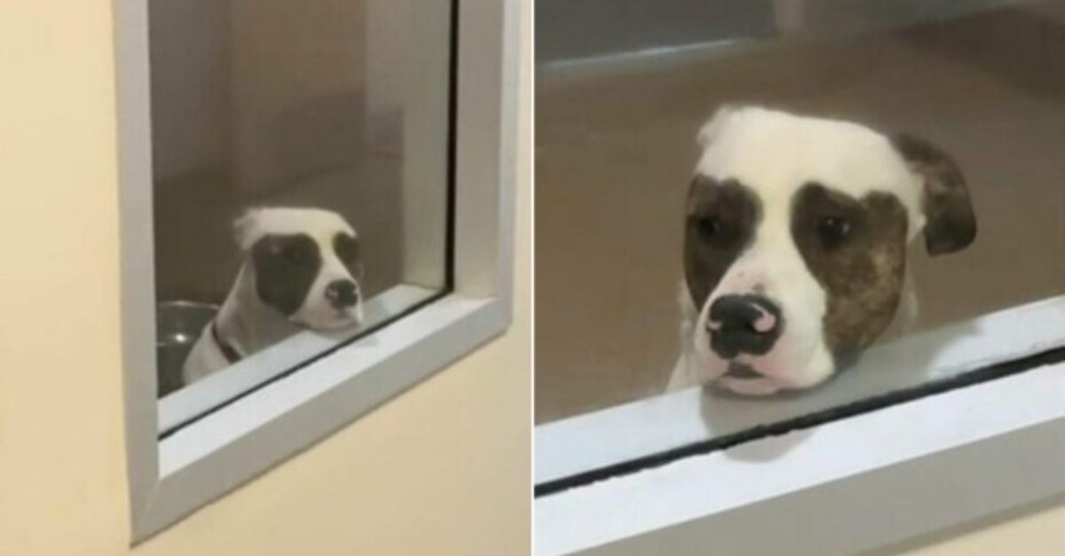 A dog in a rescue camp dreams of a family by his kennel window until a miracle happens