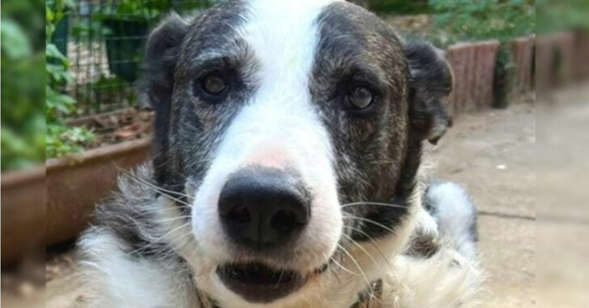 An old hunting dog is left behind after being deemed unfit, until a special person comes along