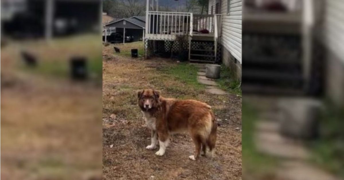 The puppy was heartbroken upon discovering that her owners had vacated the house, leaving her behind