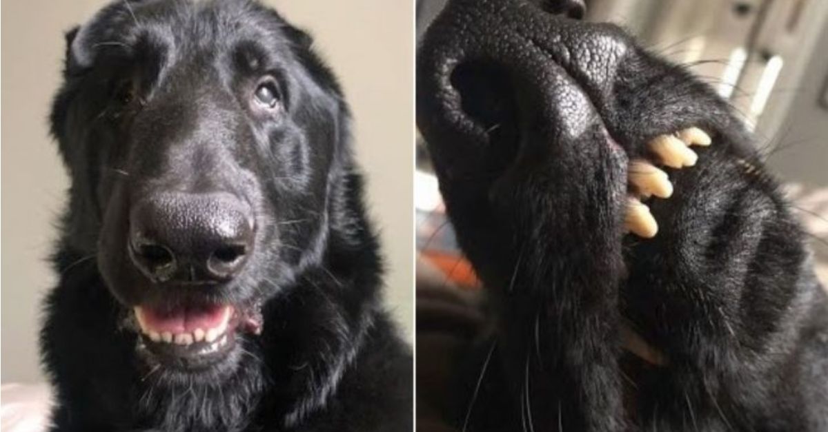 A woman welcomed this adorable rescue dog into her home and discovered he had many surprising traits