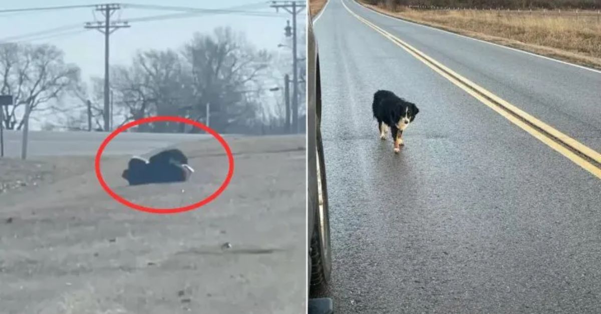 A rescuer discovered a dog who initially refused all help but was actually hiding an important secret