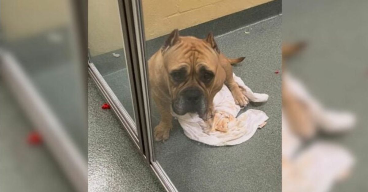 Abandoned puppy becomes depressed after parents send it to a shelter for an unexpected reason