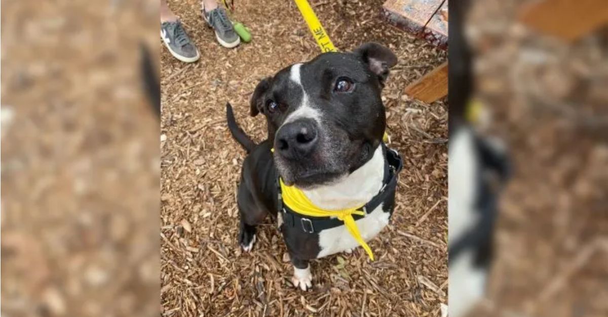 Shelter’s Longest-Resident Dog Waited 500 Days to Meet a True Family