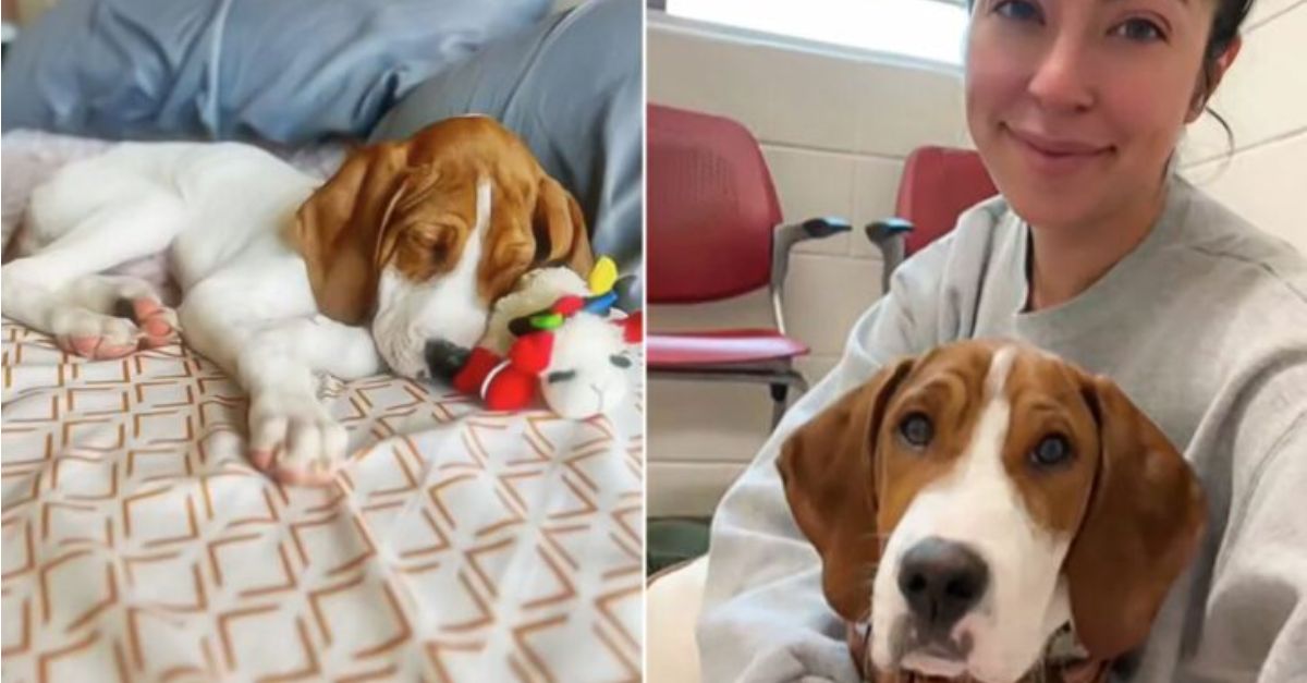 Woman scheduled her sick dog to be euthanized but found it was on another shelter’s adoption list