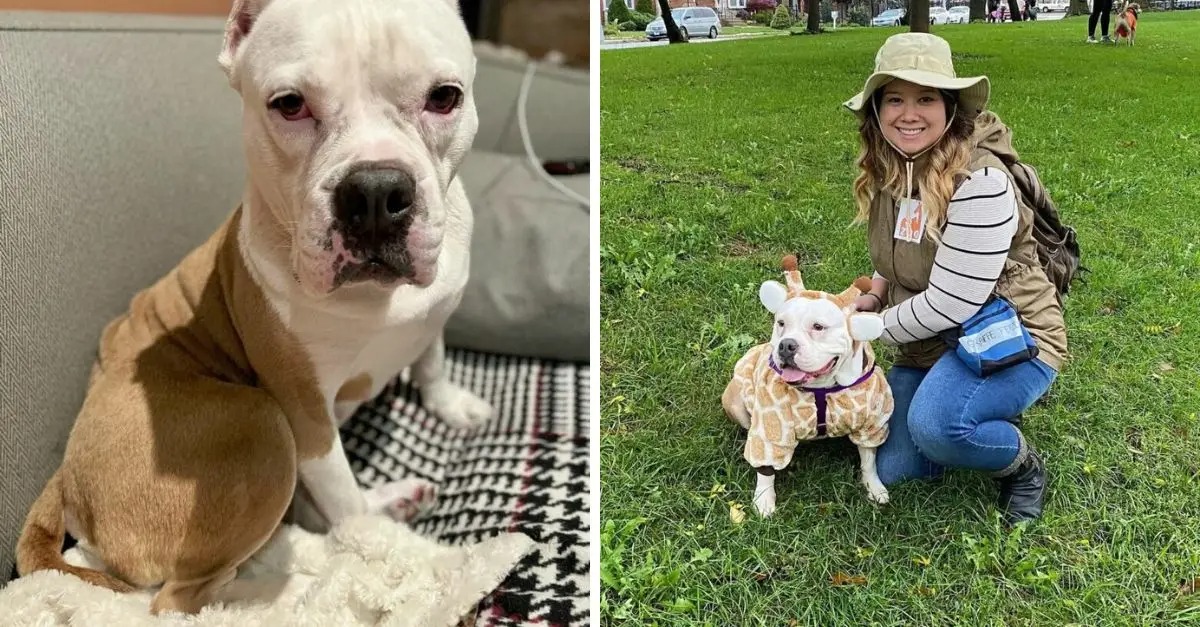 A once heartbroken breeding dog abandoned on the streets has now found joy as the happiest companion with her new owner