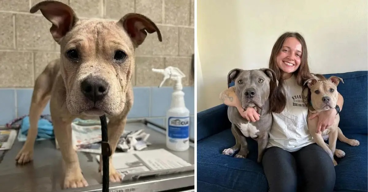 A previously abandoned dog found in an Illinois dumpster is now enjoying a life filled with happiness and fulfillment