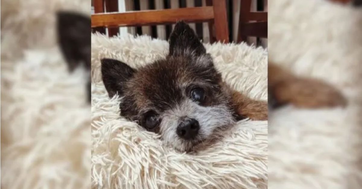 A small, frightened dog, struggling to survive on the streets of Virginia, ultimately finds his happily ever after