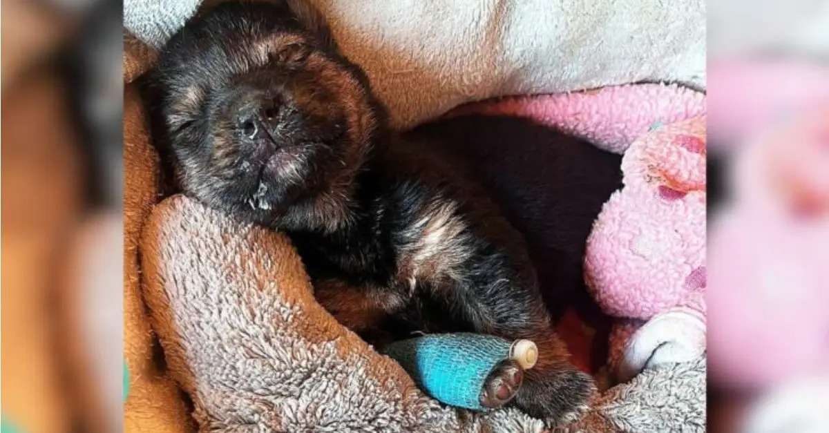 A previously ill puppy that had no prospects for survival is now enjoying a wonderful life