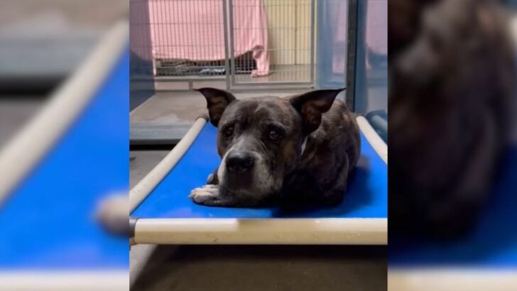 A Shelter Saves a 12-Year-Old Dog from Euthanasia, Only to Uncover an Incredibly Heartbreaking Truth