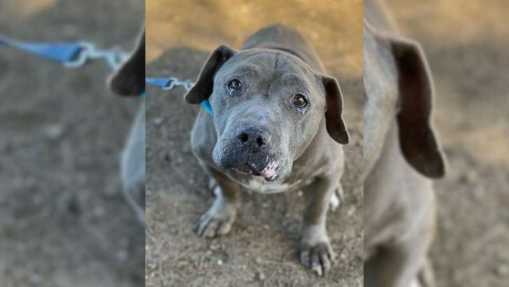 An Overlooked Senior Dog Yearns for a Caring Home, Yet Potential Adopters Reluctantly Turn Away for a Heartbreaking Reason