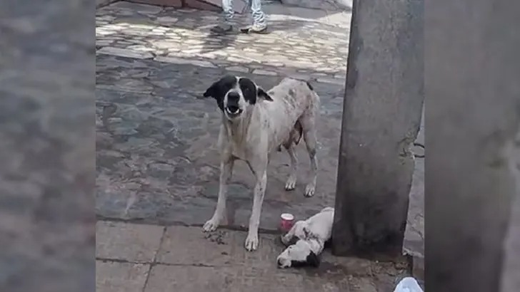 A heartbroken mother dog cries out and begs for help until her injured puppy is finally recognized by a passerby