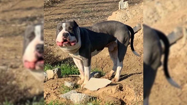 A Rescuer Aids a Dog with a Round Face and Subsequently Discovers the Underlying Issue Affecting Him