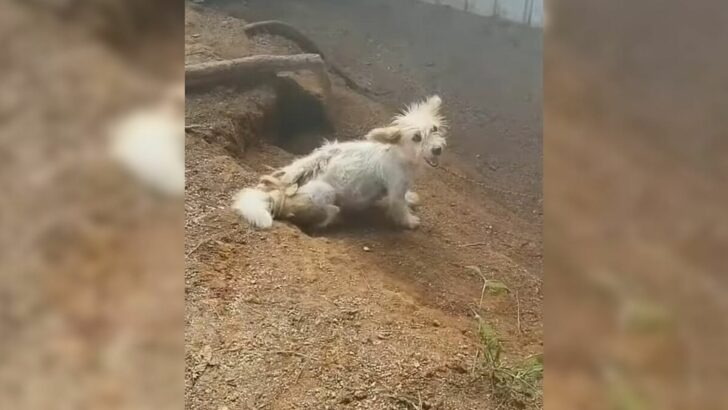 Mother Dog Chained for Her Whole Life, Begs Rescuers for Help to Save Her Puppies