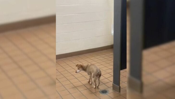 A Senior Dog, Blind and Deaf, Attends School with Her Owner, Subsequently Leading to Heartbreak After Going Missing