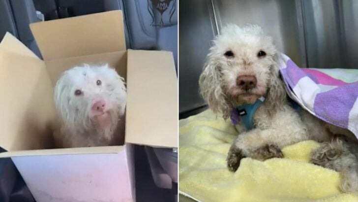 Dog Abandoned on the Lawn, Barely Surviving, Finally Finds a Loving Family