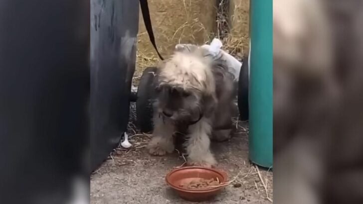 A distressed puppy, bound to a trash can, emits loud cries, pleading for assistance from passersby