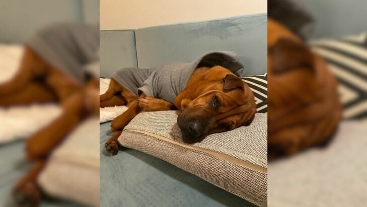 A dog that spent two years in a shelter struggles to fall asleep at night unless his owner tucks him in