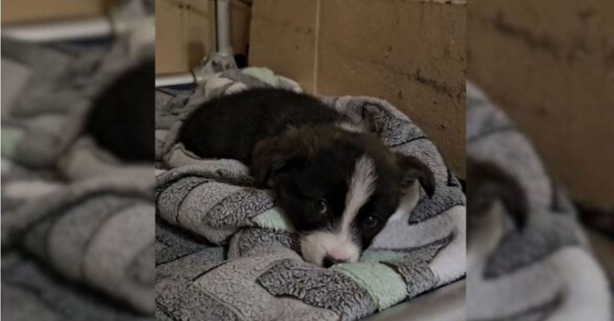 The only puppy left at the rescue shelter was overjoyed to finally meet someone special