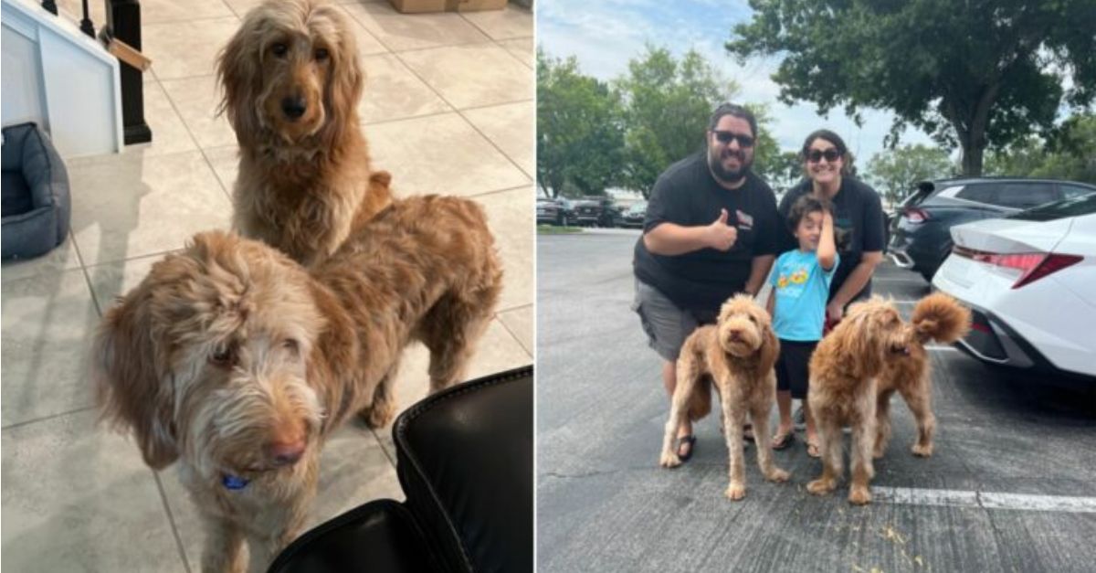 Two affectionate dogs, left behind by their owners, receive a new opportunity for a better life after encountering remarkable rescuers