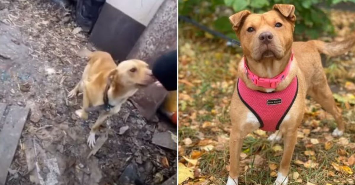 A Charming Puppy, Previously Chained in a Yard, Could Not Contain Her Joy Upon Realizing She Was Finally Being Rescued