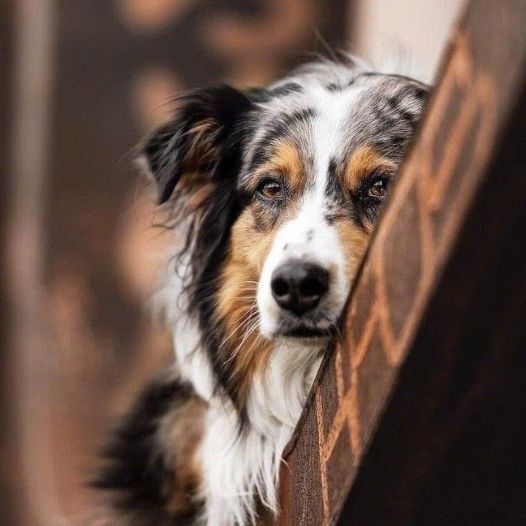 The loyal dog has been lying in this dilapidated house for 2 years just waiting for its owner to return