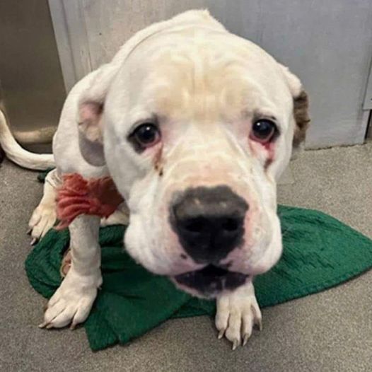 This dog was abused and abandoned by its owner, and is still waiting for a new home