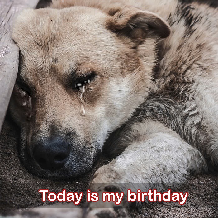 Today is my birthday and I am very sick, but no one cares