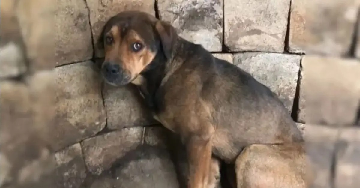 Rescuers found a dog stuck in a well and quickly took action