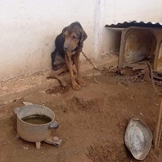 This poor dog was chained up behind the house by his owner without food or water, to the point of being emaciated and weak