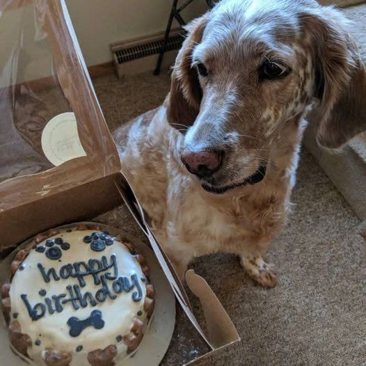 Today is Karik’s dog’s birthday, but it’s also the day the dog lost his best friend